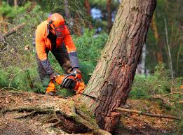 Trusted Buckley, WA Tree Services Experts