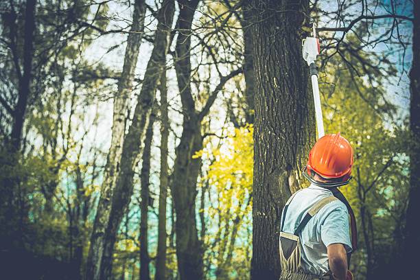 Tree and Shrub Care in Buckley, WA